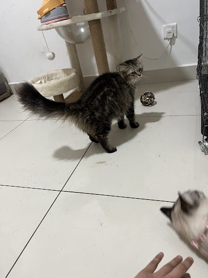 Tato's Pawtato - Cat Home Boarding and Cat Sitting